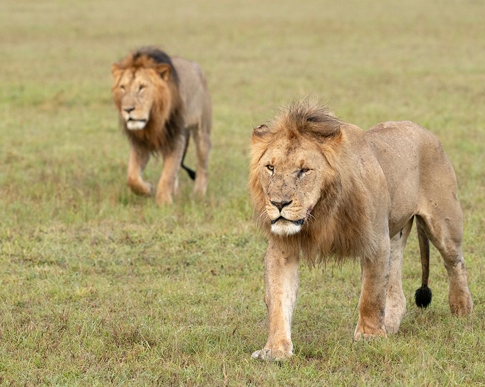 Africa-Kenya-Maasai Mara National Reserve Close-up of two walking lions  art print by Jaynes Gallery for $57.95 CAD